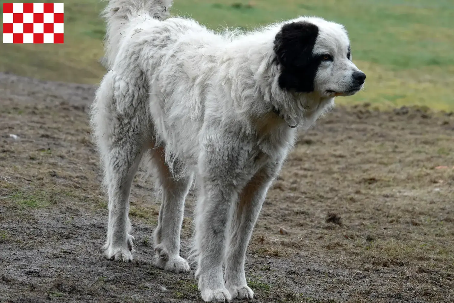 Mastín del Pirineo pups en fokkers Noord-Brabant Hier vind je Mastín del Pirineos fokkers in Noord-Brabant.