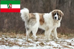 Lees meer over het artikel Mastín del Pirineo fokkers en pups in Noordrijn-Westfalen
