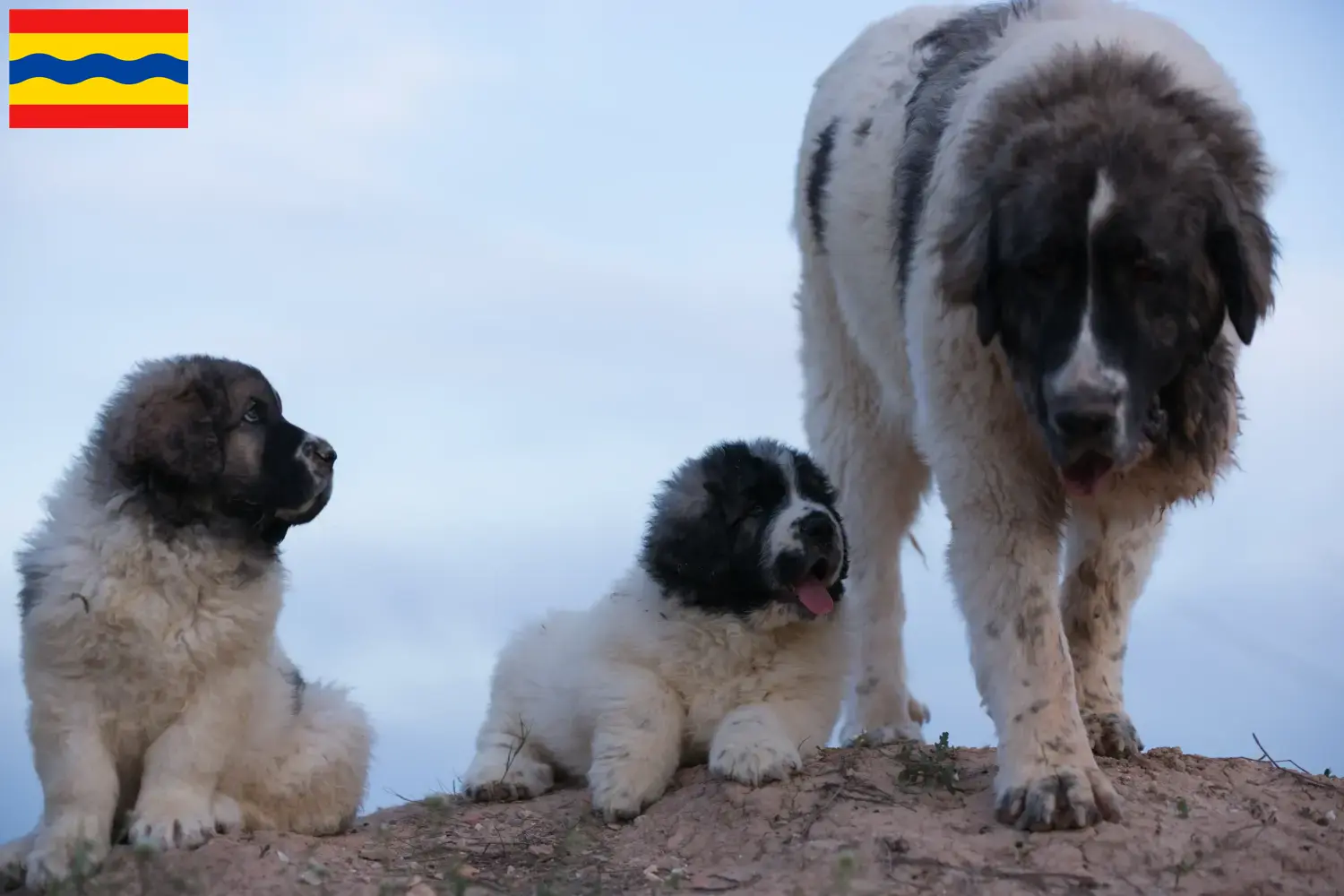 Mastín del Pirineo pups en fokkers Overijssel Hier vind je Mastín del Pirineos fokkers in Overijssel.