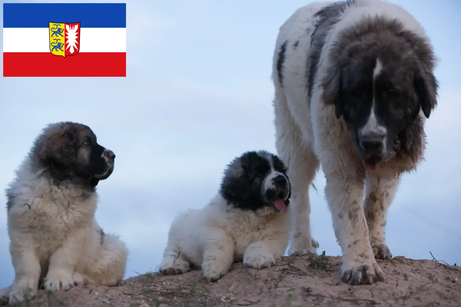 Mastín del Pirineo pups en fokkers Sleeswijk-Holstein Hier vind je Mastín del Pirineos fokkers in Sleeswijk-Holstein.