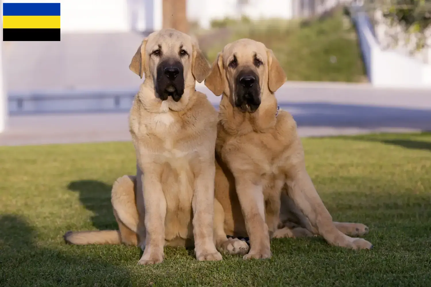 Mastín Español pups en fokkers Gelderland Hier vind je Mastín Españols fokkers in Gelderland.
