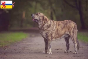 Lees meer over het artikel Mastín Español fokkers en pups in Limburg