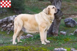 Lees meer over het artikel Mastín Español fokkers en pups in Noord-Brabant
