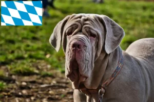 Lees meer over het artikel Mastino Napoletano fokkers en pups in Beieren