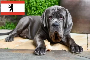 Lees meer over het artikel Mastino Napoletano fokkers en pups in Berlijn
