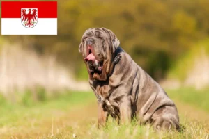 Lees meer over het artikel Mastino Napoletano fokkers en pups in Brandenburg