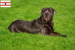 Lees meer over het artikel Mastino Napoletano fokkers en pups in Drenthe