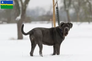 Lees meer over het artikel Mastino Napoletano fokkers en pups in Flevoland