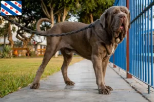 Lees meer over het artikel Mastino Napoletano fokkers en pups in Friesland