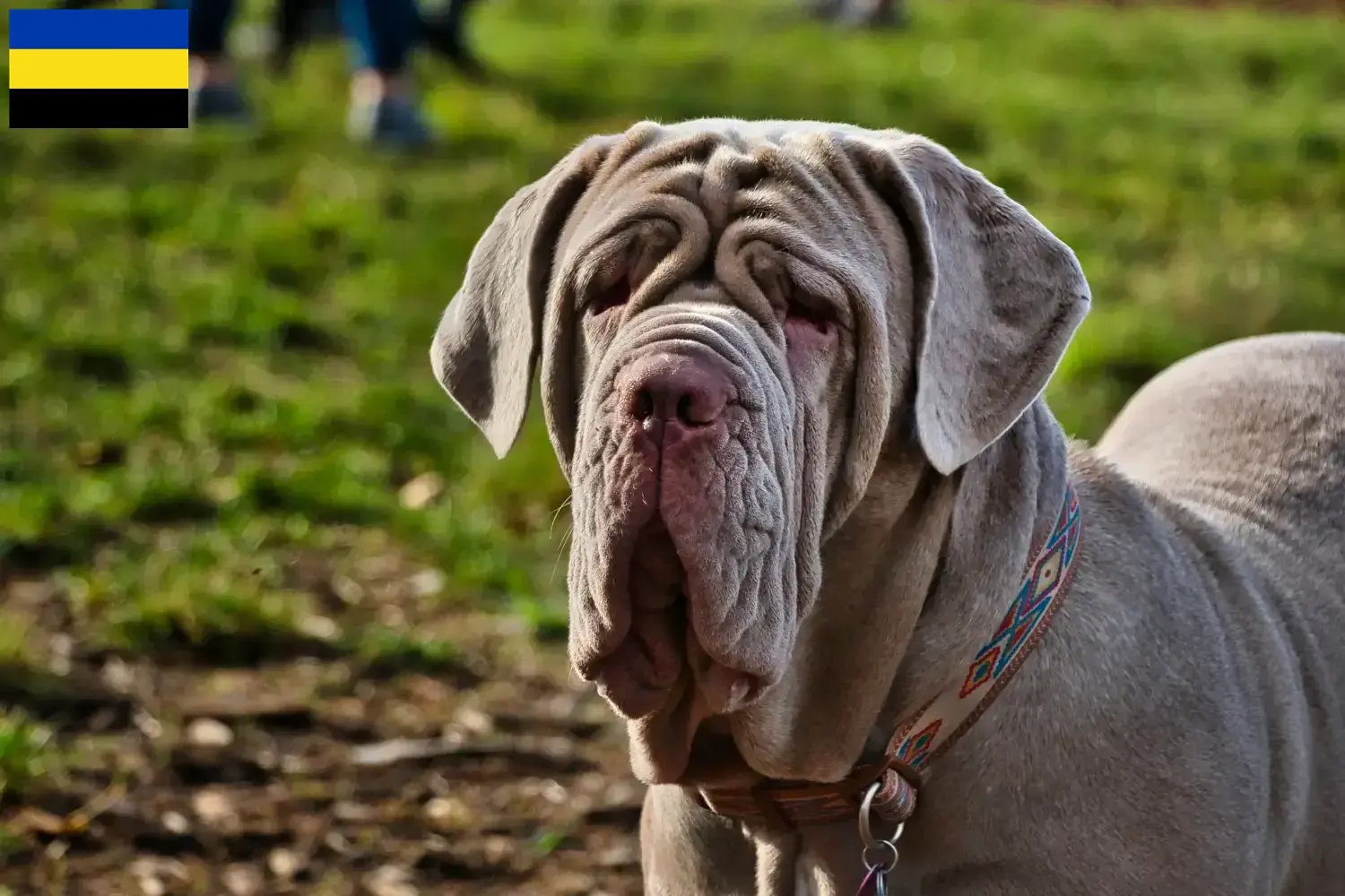 Mastino Napoletano pups en fokkers Gelderland Hier vind je Mastino Napoletanos fokkers in Gelderland.