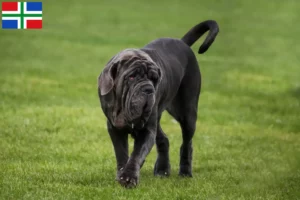 Lees meer over het artikel Mastino Napoletano fokkers en pups in Groningen