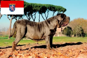 Lees meer over het artikel Mastino Napoletano fokkers en pups in Hessen
