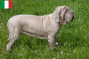 Lees meer over het artikel Mastino Napoletano fokkers en pups in Italië