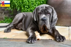 Lees meer over het artikel Mastino Napoletano fokkers en pups in Limburg