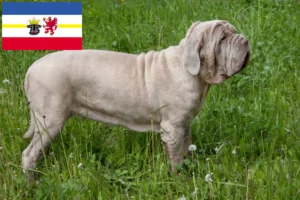 Lees meer over het artikel Mastino Napoletano fokkers en pups in Mecklenburg-Vorpommern