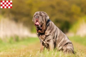 Lees meer over het artikel Mastino Napoletano fokkers en pups in Noord-Brabant