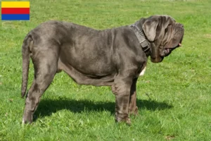 Lees meer over het artikel Mastino Napoletano fokkers en pups in Noord-Holland