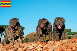 Lees meer over het artikel Mastino Napoletano fokkers en pups in Overijssel