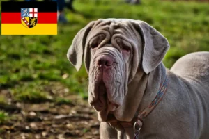 Lees meer over het artikel Mastino Napoletano fokkers en pups in Saarland
