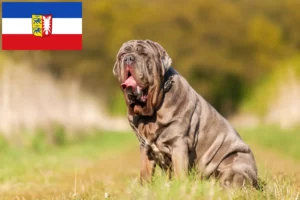 Lees meer over het artikel Mastino Napoletano fokkers en pups in Sleeswijk-Holstein