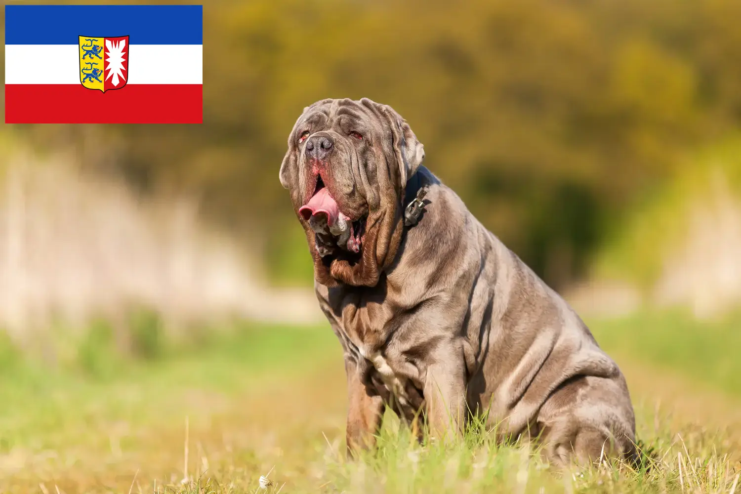 Mastino Napoletano pups en fokkers Sleeswijk-Holstein Hier vind je Mastino Napoletanos fokkers in Sleeswijk-Holstein.