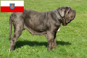 Lees meer over het artikel Mastino Napoletano fokkers en pups in Thüringen