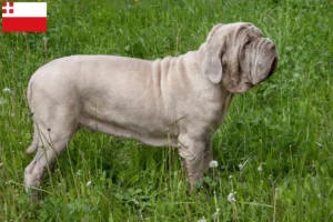 Lees meer over het artikel Mastino Napoletano fokkers en pups in Utrecht