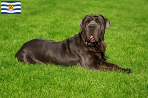 Lees meer over het artikel Mastino Napoletano fokkers en pups in Zeeland