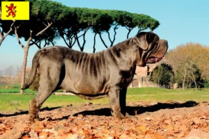Lees meer over het artikel Mastino Napoletano fokkers en pups in Zuid-Holland