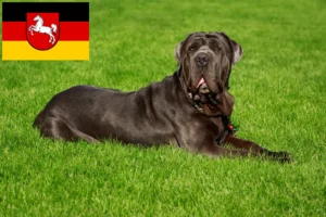 Lees meer over het artikel Mastino Napoletano fokkers en pups in Nedersaksen