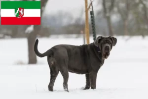 Lees meer over het artikel Mastino Napoletano fokkers en pups in Noordrijn-Westfalen