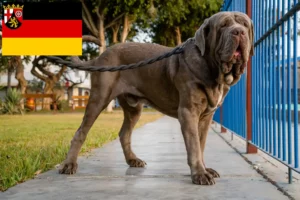 Lees meer over het artikel Mastino Napoletano fokkers en pups in Rijnland-Palts