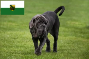 Lees meer over het artikel Mastino Napoletano fokkers en pups in Saksen