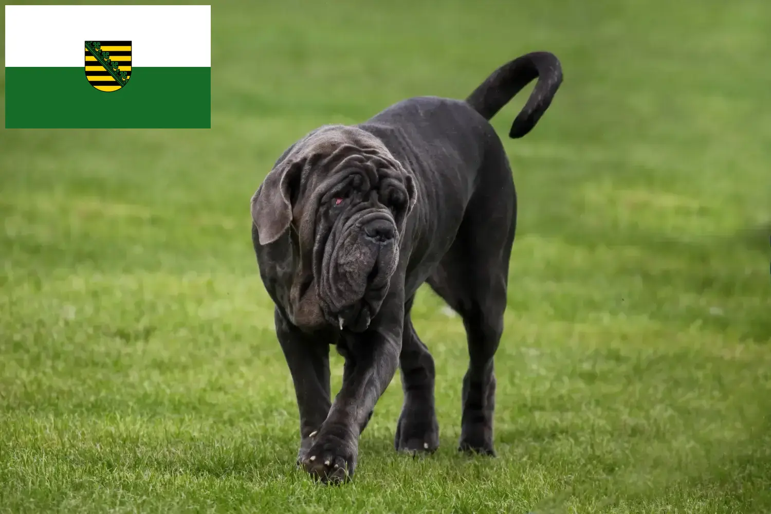 Lees meer over het artikel Mastino Napoletano fokkers en pups in Saksen