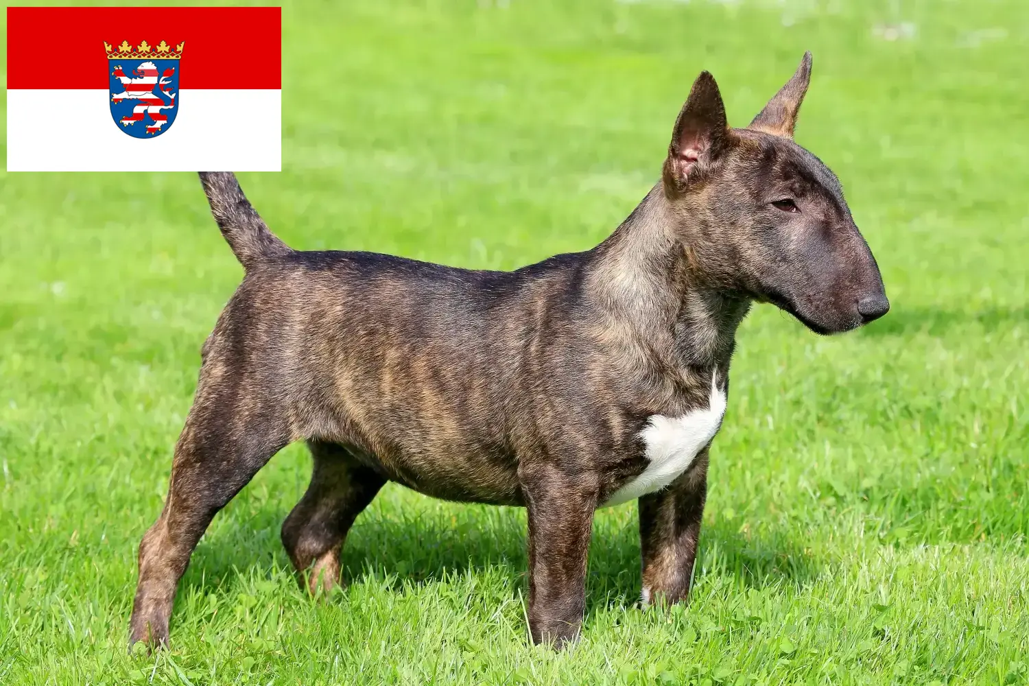 Dwergkeeshond puppies en fokkers Hessen Hier vind je Miniature Bull Terrier fokkers in Hessen.