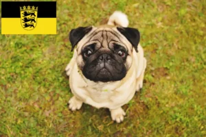Lees meer over het artikel Mopshonden fokkers en puppies in Baden-Württemberg
