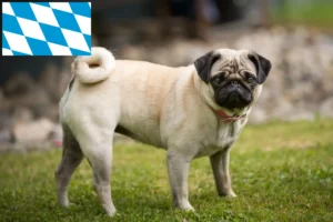 Lees meer over het artikel Mopshonden fokkers en puppies in Beieren