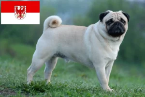 Lees meer over het artikel Mopshonden fokkers en puppies in Brandenburg