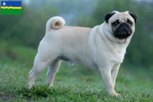 Lees meer over het artikel Mopshonden fokkers en puppies in Flevoland