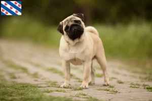 Lees meer over het artikel Mopshonden fokkers en puppies in Friesland