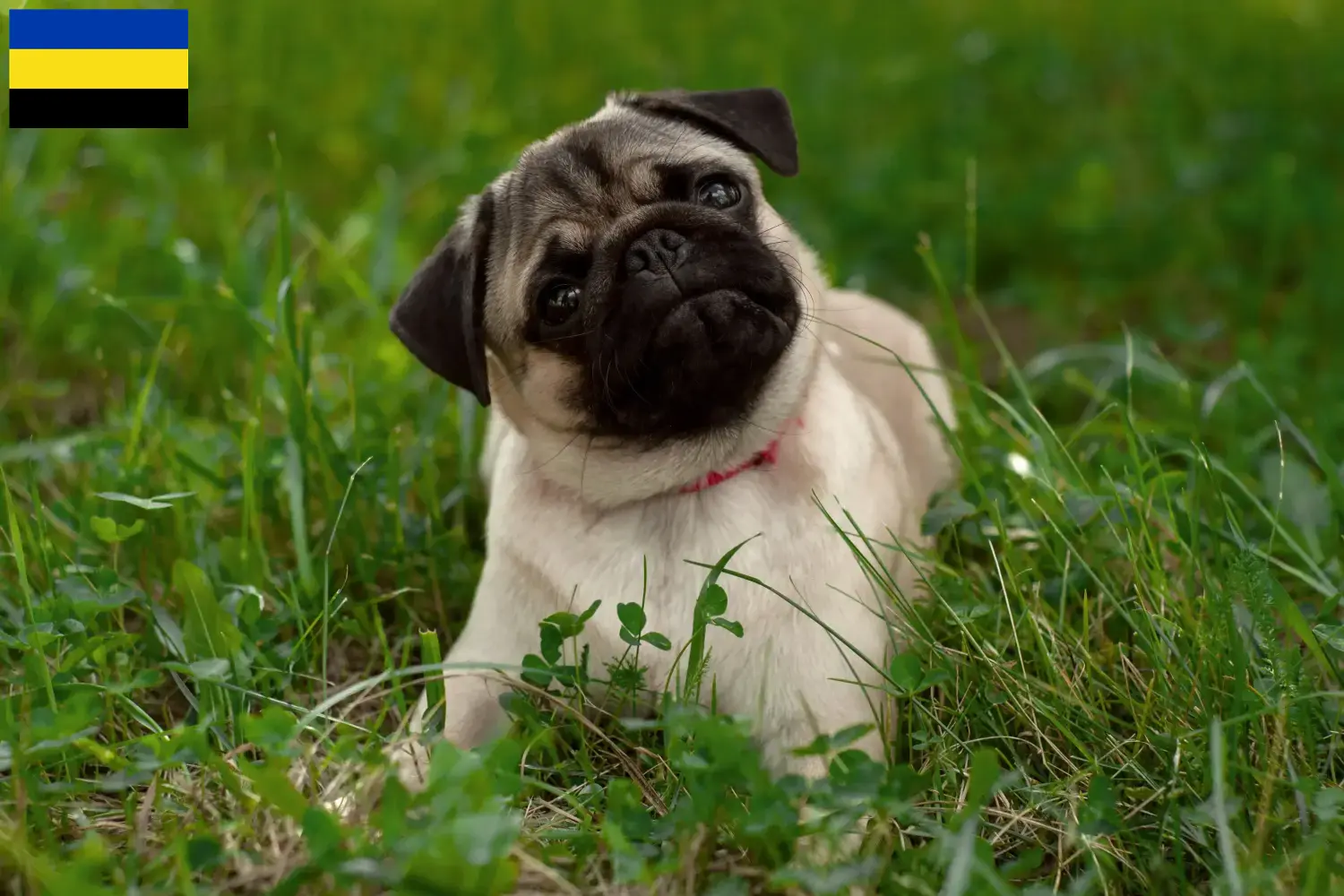 Lees meer over het artikel Mopshonden fokkers en puppies in Gelderland