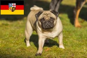 Lees meer over het artikel Mopshonden fokkers en puppies in Saarland