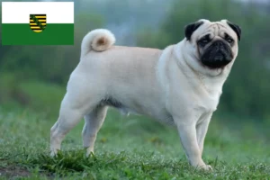 Lees meer over het artikel Mopshonden fokkers en puppies in Saksen