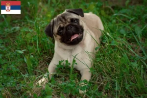 Lees meer over het artikel Mopshonden fokkers en puppies in Servië