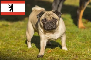 Lees meer over het artikel Mopshonden fokkers en puppies in Berlijn