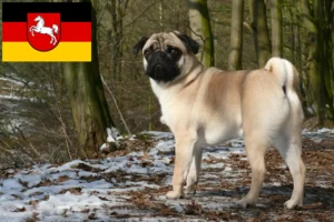 Lees meer over het artikel Mopshonden fokkers en puppies in Nedersaksen