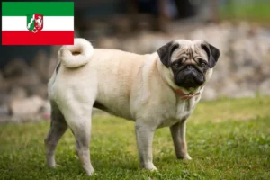 Lees meer over het artikel Mopshondenfokkers en puppies in Noordrijn-Westfalen