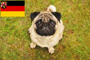 Lees meer over het artikel Mopshonden fokkers en puppies in Rijnland-Palts