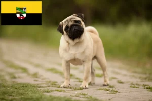 Lees meer over het artikel Mopshondenfokkers en puppies in Saksen-Anhalt