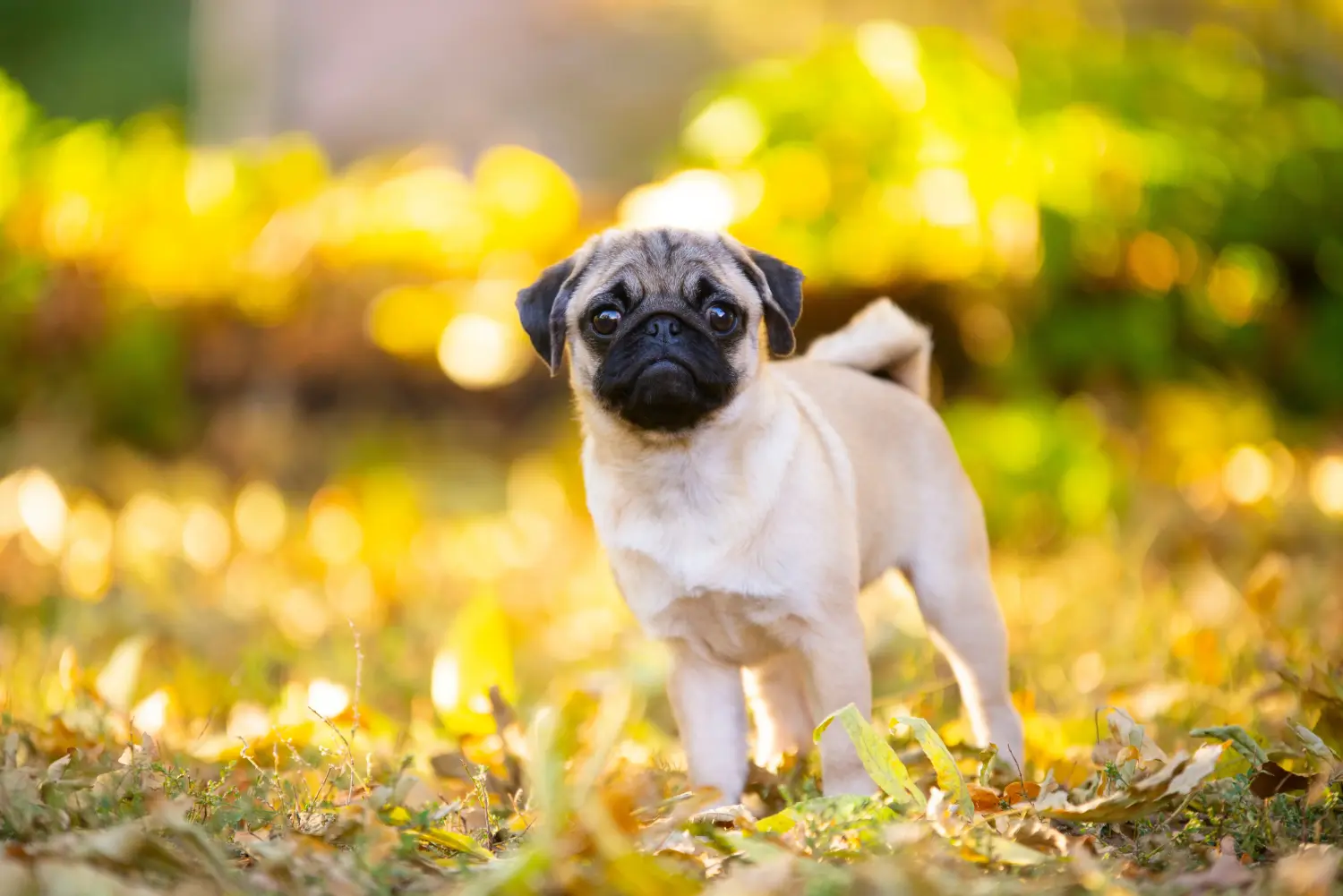 Een mopshond puppy kopen betekent verantwoordelijkheid nemen! Mopshond puppy kopen.
